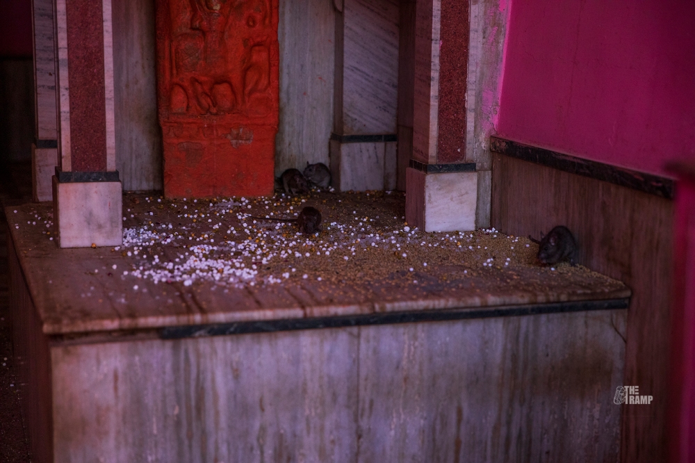 Rats inside Karni Mata Temple